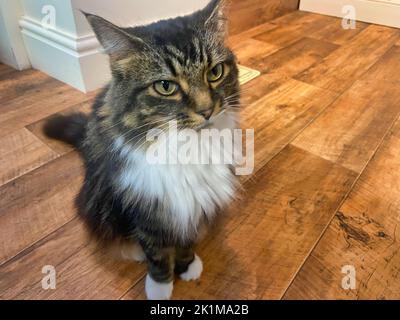 Haustier Katze in einer Küche Stockfoto