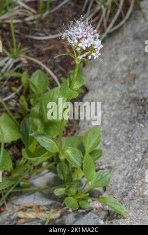 Mountain Valerian, Valeriana montana, in Blüte Stockfoto