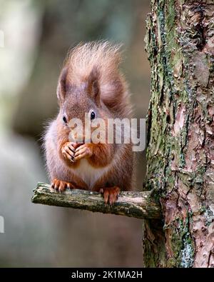 Rote Eichhörnchen essen eine Nuss auf einem Baumzweig im Yorkshire Dales National Park Stockfoto