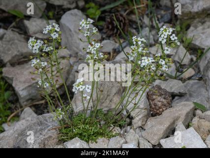 Chamois Cress, Hornungia alpina, blühend auf Kalksteinfelsen. Stockfoto