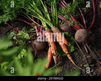 Frisch geerntete Bio-Rüben und Karotten liegen auf dem Boden. Nahaufnahme. Stockfoto