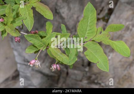 Honigbohne, Lonicera nigra, blühend auf Kalkstein, italienische Alpen. Stockfoto