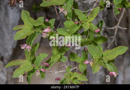 Honigbohne, Lonicera nigra, blühend auf Kalkstein, italienische Alpen. Stockfoto