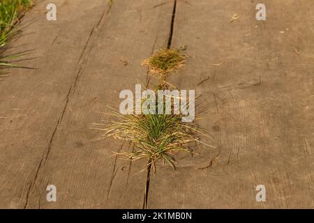 Gras wächst aus Rissen in hölzernen Gehwegen. Grünes Gras bricht durch den Riss durch die Holzbretter. Stockfoto