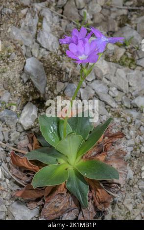 Auffällige Primrose, Primula spectabilis auf Kalksteinfelsen, italienische Alpen. Stockfoto