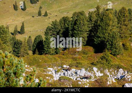 Zwei männliche Steinböcke (Capra Steinbock) im Naturpark Diemtigtal im Berner Oberland Stockfoto