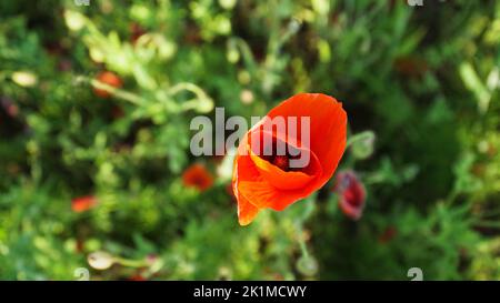 Die einzelne Mohnblume in einer leuchtend roten Farbe in einer Nahaufnahme mit Wiesengras im verschwommenen Hintergrund. Die Schönheit der Natur in der Sonnenwende. Ein Schalenbild Stockfoto
