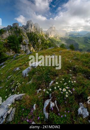 Blühende Gänseblümchen in den schweizer alpen Stockfoto