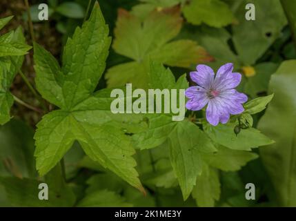 Geknüpfter Kranichschnabel, Geranium nodosum in Blüte im Wald. Stockfoto