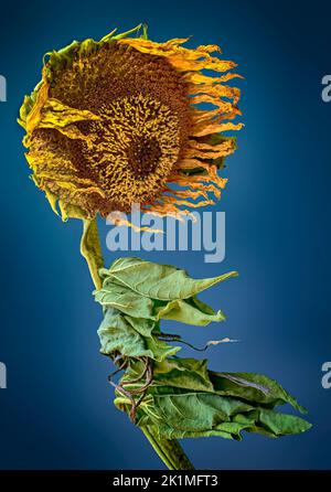 Im Frühherbst bläst eine welken, windgepeitschte Sonnenblume im Wind. Stockfoto