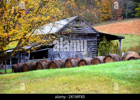 Die alte Holzscheune hat kaputte Bretter und eine hängende Tür. Eine Reihe runder Heuballen sitzt vorne, über die Blätter fallen. Herbstliches gelbes Laub f Stockfoto
