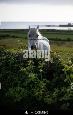 Kleine Auswahl an Fotos, die auf Anglesey aufgenommen wurden Stockfoto