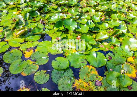 Draufsicht auf einen Teich mit großen grünen Blättern von Wasserpflanzen Seerose oder Lotus, Reflexion auf der Oberfläche des Wassers, sonnigen Sommertag. Hydrophyt Stockfoto
