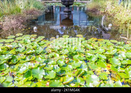 Teich mit großen schwimmenden grünen Blättern von Wasserpflanzen Seerose oder Lotus mit anderen Pflanzen, ein Brunnen in der Wasseroberfläche reflektiert, sonnigen Sommer Stockfoto