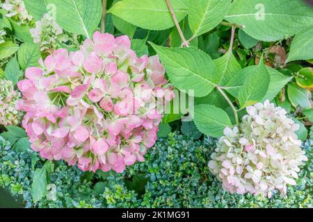 Rosa lila und weiße Hortensienblüte vor den grünen Blättern der Pflanze, verschwommener Hintergrund. Schönheit der Natur in einer Blume ausgedrückt Stockfoto