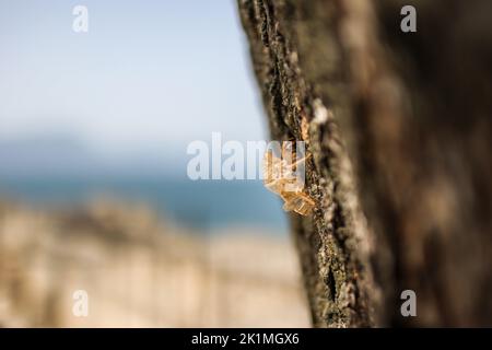 Leere Schale von Insekt in Italien. Exoskelett von Cicada auf Baum in Europa im Sommer. Stockfoto