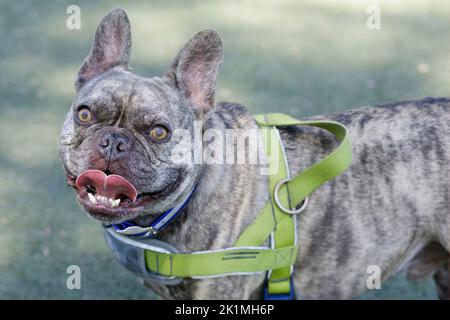 5-Jährige Light Brindling Männlich Franzosen Keuchend. Hundepark an der Leine in Nordkalifornien. Stockfoto