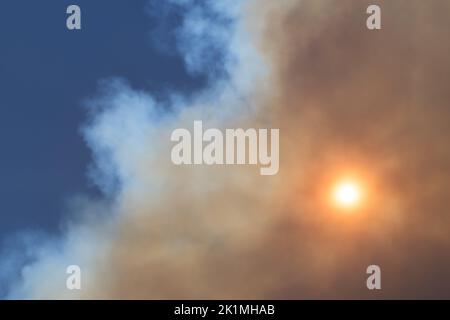 Die Sonne wird von einer Wolke aus wildem Rauch verdeckt, blauer Himmel im Hintergrund. Waldbrände, Umwelt- und Umweltverschmutzungskonzepte Stockfoto
