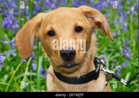 Ein junger Labrador-Rotfuchs-Welpe im Feld der Bluebells Stockfoto