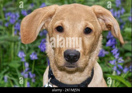 Ein junger Labrador-Rotfuchs-Welpe im Feld der Bluebells Stockfoto