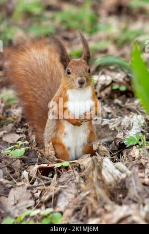 Ein Eichhörnchen auf seinen Hinterbeinen im Gras im Frühjahr. Stockfoto