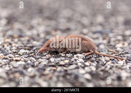 Nahaufnahme einer kleinen grauen Spitzmaus auf der Straße. Die Gattung Sorex umfasst viele der häufigsten Spitzmäuse Eurasiens und Nordamerikas, Stockfoto