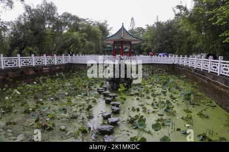 Blühender Lotus in Wun Chuen Sin Kwoon, Fanling. 08JUN22 SCMP /K. Y. Cheng Stockfoto