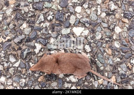 Nahaufnahme einer kleinen grauen Spitzmaus auf der Straße. Die Gattung Sorex umfasst viele der häufigsten Spitzmäuse Eurasiens und Nordamerikas, Stockfoto