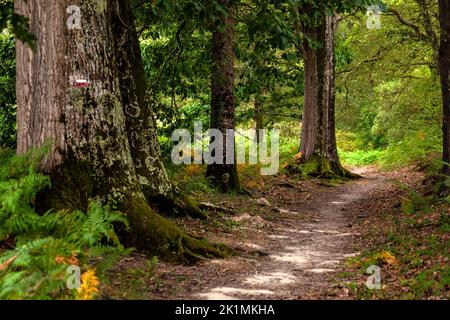 Wiese bedeckt von Umbelliferae Blumen Familie in der Sommersaison. Pyrénées-Atlantiques, Frankreich Stockfoto