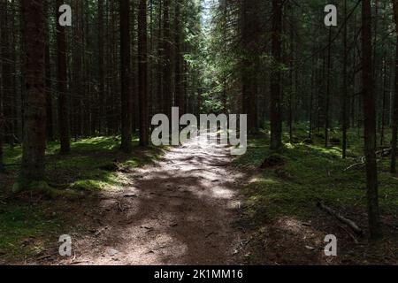 Licht scheint zwischen den Bäumen auf den Weg durch einen grünen Wald mit Moos und Kiefern Stockfoto