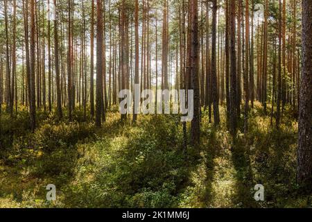 Kiefernwald mit grünem Waldboden und Lichtstrahlen zwischen den Bäumen Stockfoto