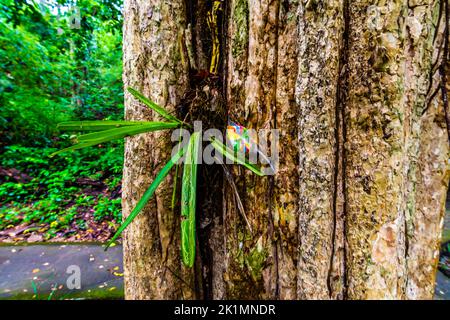 Plastikmüll, der im tropischen Regenwald Thailands in den Baum gekeilt wurde. Verschmutzung der Natur in alten alten alten Baum. Ökologisches Konzept des menschlichen Verhaltens in nat Stockfoto