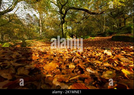 Herbst in Padley Gorge, Peak District National Park, England, Großbritannien Stockfoto