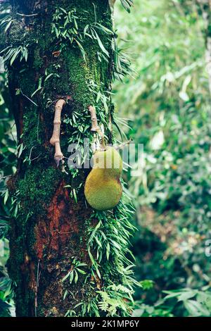 Jackfrucht auf dem Baum auf Bali Island, Indonesien Stockfoto