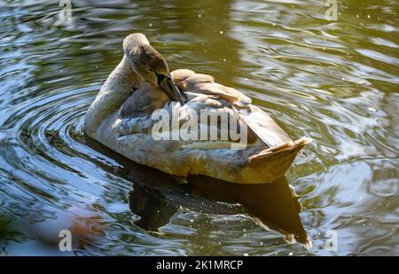 Juveniler Stubenschwan im Kelsey Park, Beckenham, Großraum London. Ein stummer Schwan schwimmt auf dem See im Park. Stummer Schwan (Cygnus olor) Stockfoto