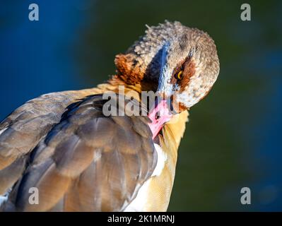 Ägyptische Gans im Kelsey Park, Beckenham, London. Die ägyptische Gans preschen ihre Flügel. Ägyptische Gans (Alopochen aegyptiaca) Stockfoto