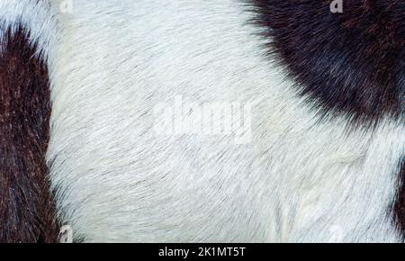 Tierische Haarstruktur oder -Muster Stockfoto