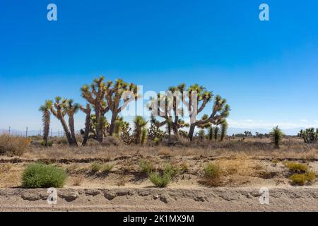 Ein Hain mit Joshua-Bäumen im Baldy Mesa-Gebiet der Mojave-Wüste in Kalifornien Stockfoto