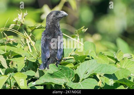 Glattschnabel-Ani, Crotophaga Ani, Single Bird thront auf Vegetation, Pantanal, Brasilien Stockfoto