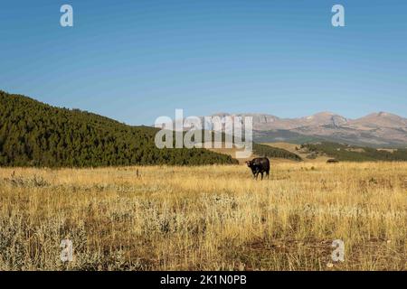 Malerischer Blick auf die Big Horn Mountains mit einer Black Angus Heifer, die im gelben Präriegras launte. Stockfoto