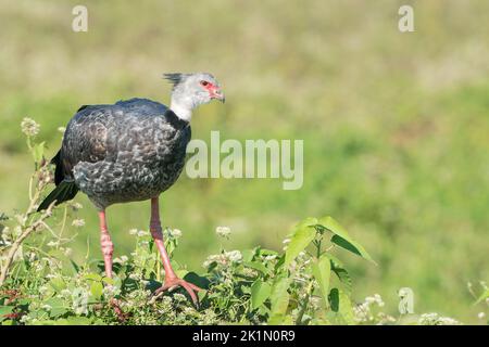 Südlicher Schreier oder Haubenschreier, Chauna torquata, einzelner Vogel, der am Nest steht, Pantanal, Brasilien Stockfoto