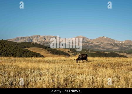 Malerischer Blick auf die Big Horn Mountains mit einer Black Angus Heifer, die im gelben Präriegras grast. Stockfoto