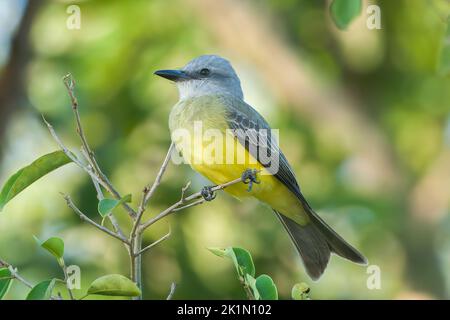 Tropischer Königsvögel, Tyrannus melanocholicus, alleinstehend im Busch. Pantanal. Brasilien Stockfoto