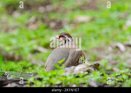 Rotbeinige Rebhuhn, Alectoris rufa, in einem Waldgebiet Stockfoto