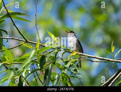 Blackcap, Sylvia atricapilla, singt im Frühling von einem Baumzweig Stockfoto