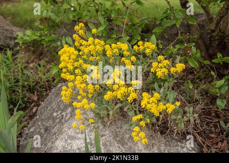 Ein goldener alison-Strauch mit kleinen gelben Blüten in einem Garten Stockfoto