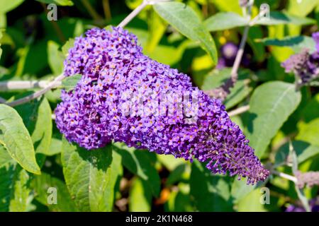 Buddleia oder Buddleja (buddleja davidii), auch bekannt als Schmetterlingsbusch, Nahaufnahme eines einzelnen großen Blütenstachels aus violetten Blüten. Stockfoto