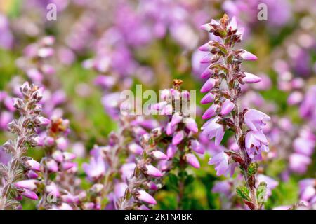 Heather oder Ling (calluna vulgaris), Nahaufnahme, die die winzigen rosa Blüten des gemeinen Heide- und Moorstrauch im Detail zeigt. Stockfoto