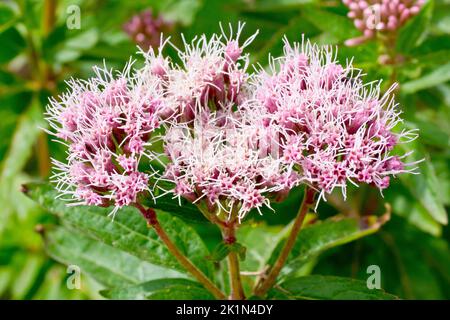 Hanf Agrimony (eupatorium cannabinum), Nahaufnahme der großen rosa Blütenköpfe, die von der Pflanze im Sommer produziert werden. Stockfoto