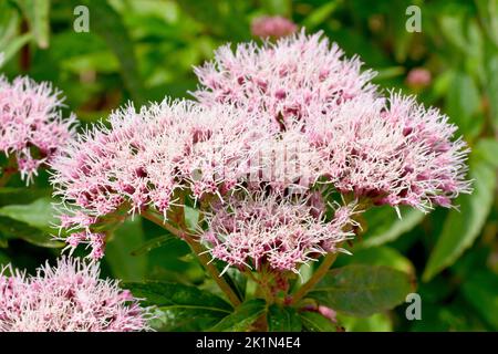 Hanf Agrimony (eupatorium cannabinum), Nahaufnahme der großen rosa Blütenköpfe, die von der Pflanze im Sommer produziert werden. Stockfoto